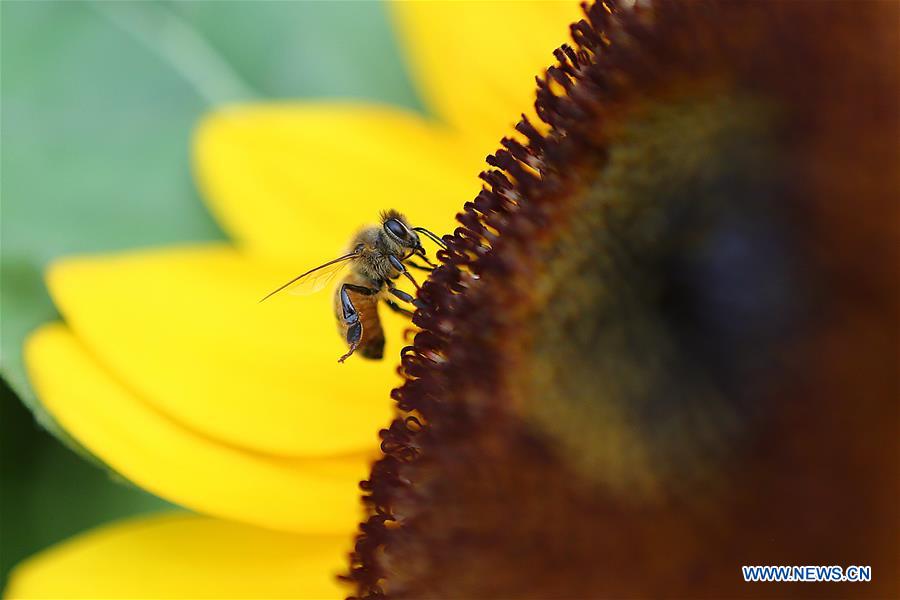 THE PHILIPPINES-QUEZON CITY-BEE-SUNFLOWER