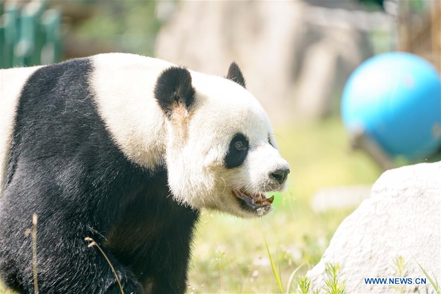 CHINA-HEILONGJIANG-GIANT PANDAS (CN)