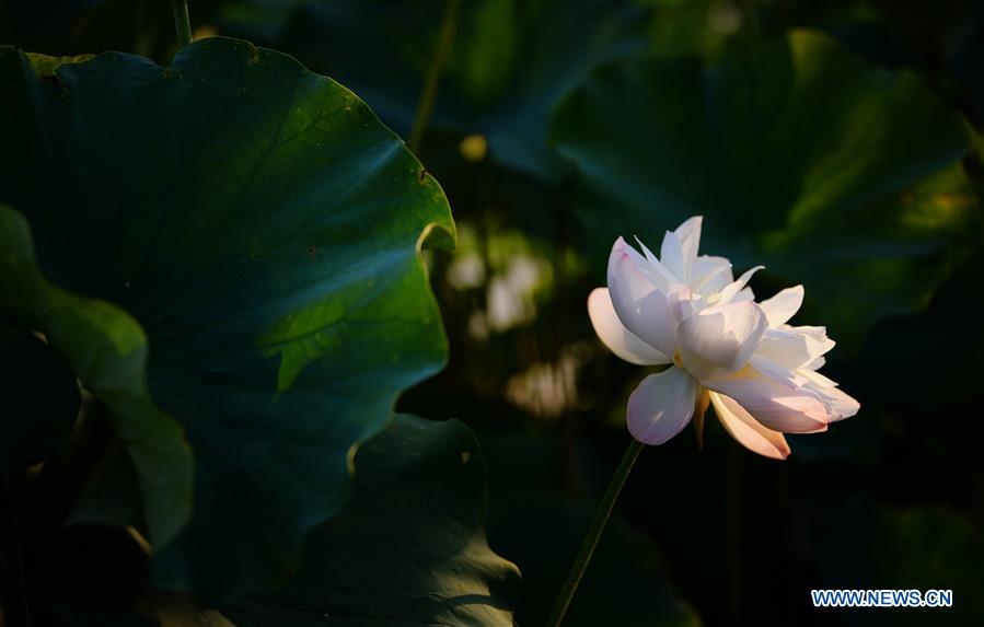 CHINA-SHAANXI-LOTUS FLOWERS (CN)