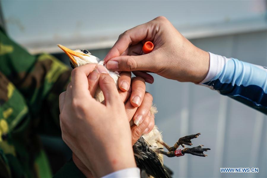 CHINA-ZHEJIANG-NINGBO-CHINESE CRESTED TERN(CN)