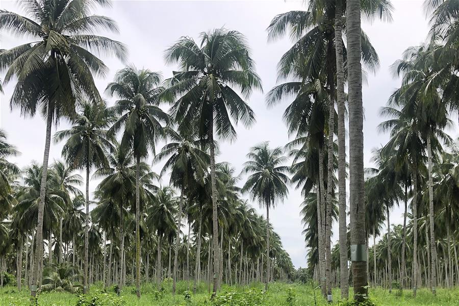 PHILIPPINES-COCONUTS-CHINA-EXPORT