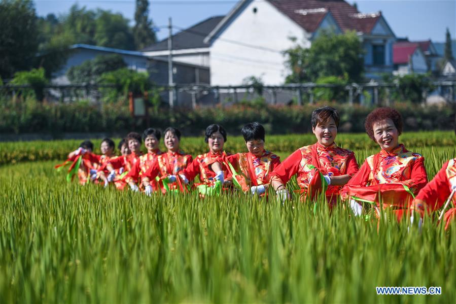 CHINA-ZHEJIANG-HANGZHOU-RICE-HARVEST (CN)