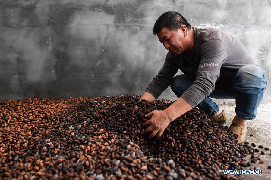 CHINA-ZHEJIANG-SHAOXING-TORREYA-HARVEST (CN)