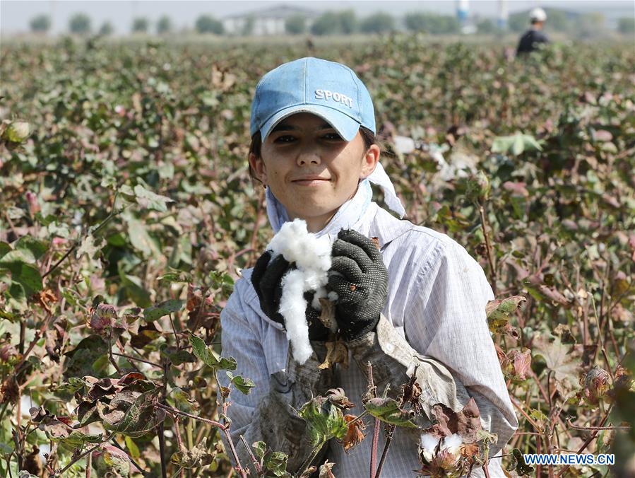 UZBEKISTAN-SYRDARYA-COTTON HARVEST