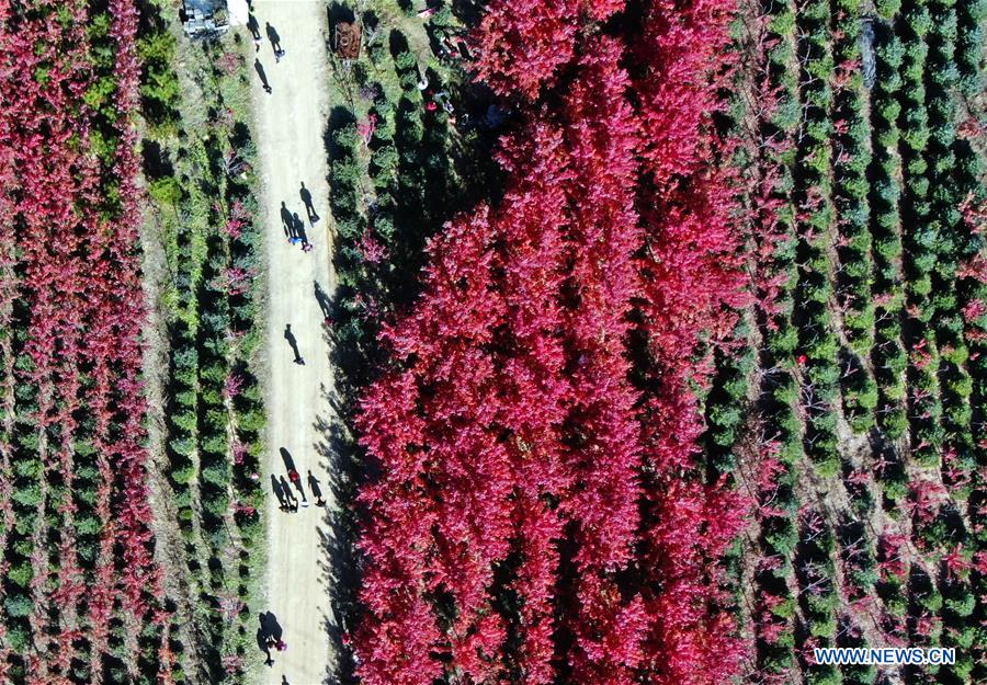 CHINA-LIAONING-FUSHUN-MAPLE (CN)