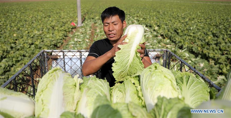 CHINA-LIAONING-ANSHAN-HARVEST (CN)