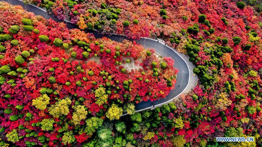 CHINA-SHANDONG-JINAN-AUTUMN SCENERY (CN)