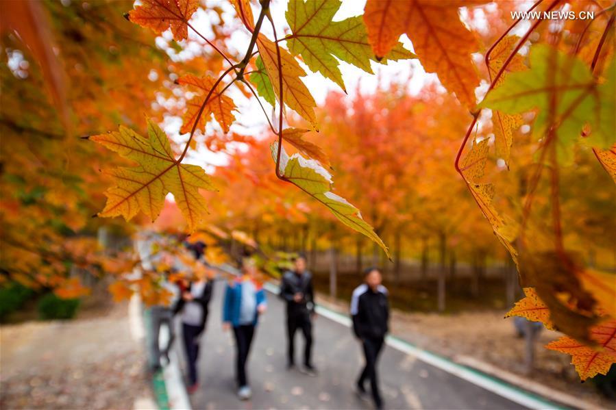 CHINA-HEBEI-HANDAN-MAPLE (CN)