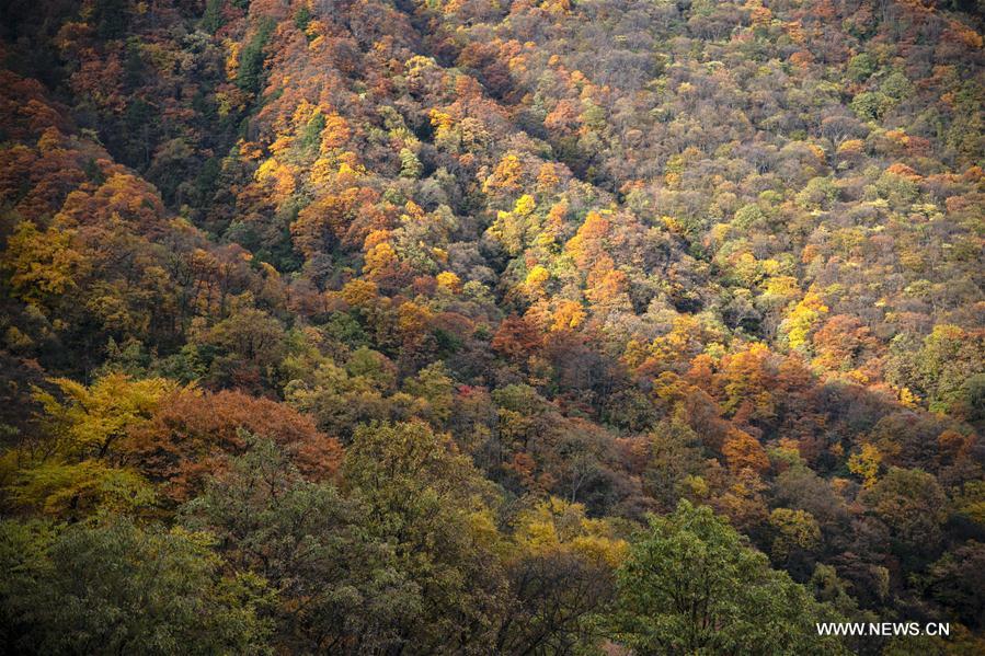 CHINA-HUBEI-SHENNONGJIA-AUTUMN SCENERY (CN)