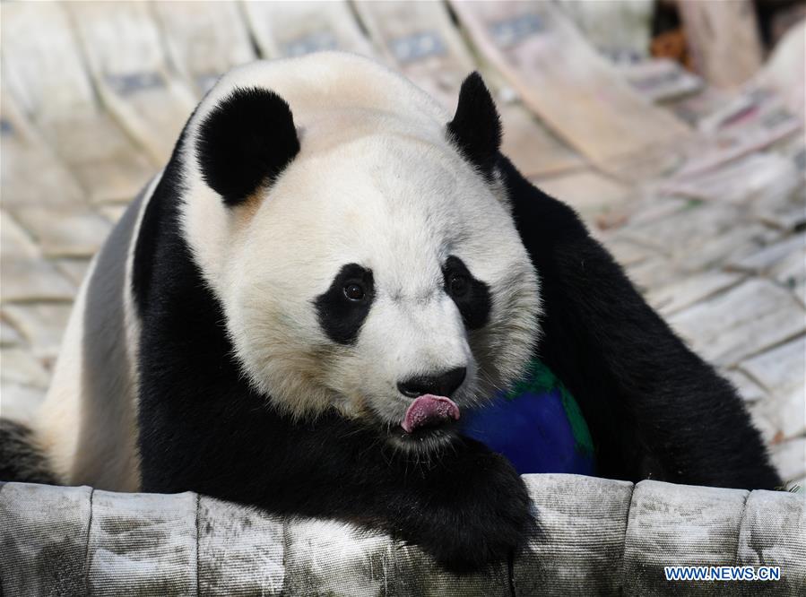 Xinhua Headlines: Bei Bei's farewell party epitomizes love for giant pandas, China-U.S. friendship