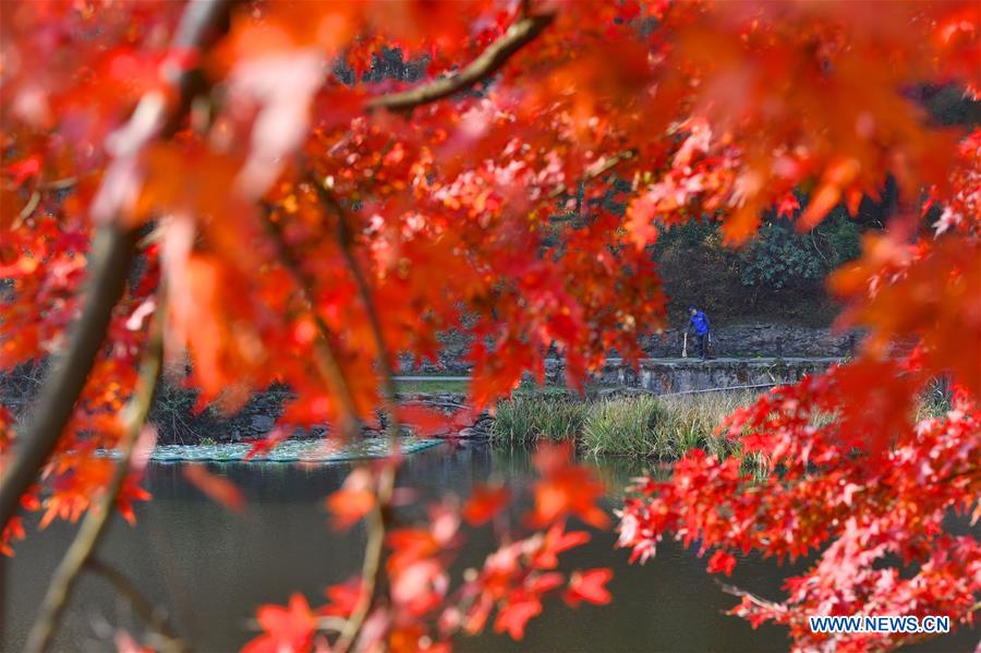 CHINA-JIANGXI-LUSHAN-MAPLE LEAVES (CN)