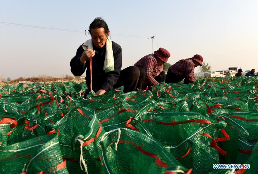 CHINA-HEBEI-NANHE-CHINESE HERBAL MEDICINE-PLANTING (CN)