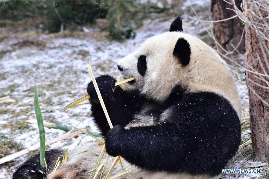 CHINA-QINGHAI-XINING-GIANT PANDA-SNOW (CN)