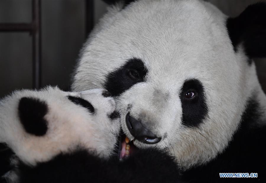 CHINA-SHAANXI-QINLING-GIANT PANDA KINDERGARTEN