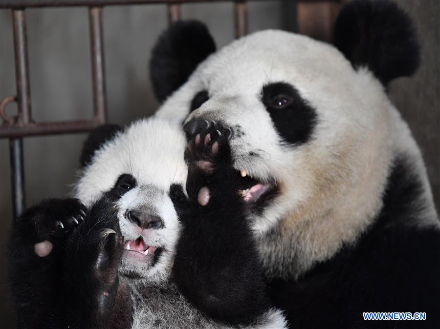 CHINA-SHAANXI-QINLING-GIANT PANDA KINDERGARTEN