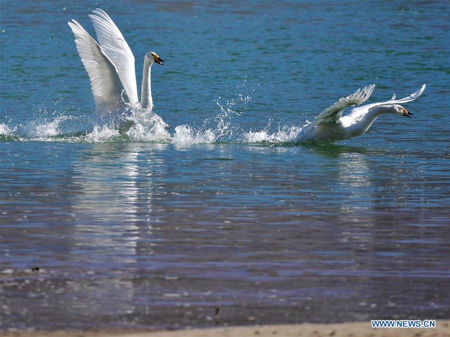 CHINA-QINGHAI-GUIDE-SWAN (CN)