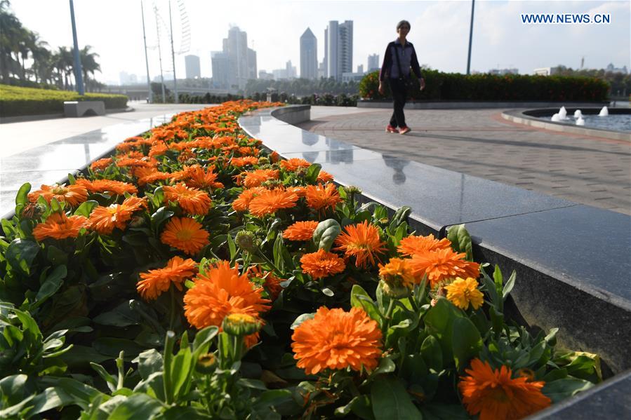 CHINA-GUANGXI-WINTER-FLOWERS(CN)