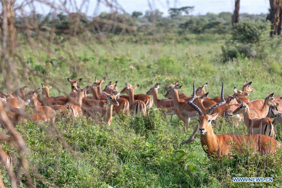 KENYA-LAKE NAKURU NATIONAL PARK-NEW YEAR HOLIDAY