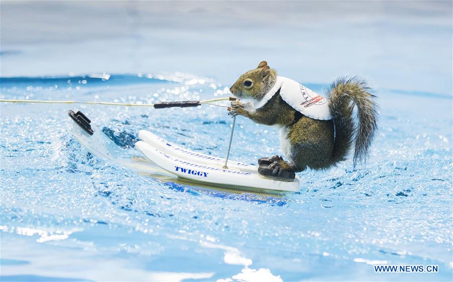 CANADA-TORONTO-WATER SKIING-SQUIRREL