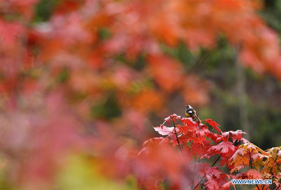 #CHINA-SHUANGJIANG-SCENERY (CN)