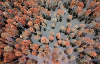 Pond cypress trees, birds seen at east China's wetland park