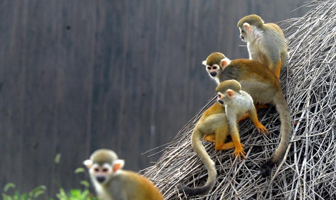 Squirrel monkeys seen in Suzhou, E China's Jiangsu