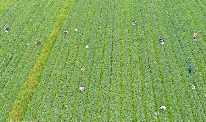 Chinese farmers work after Spring Festival holiday