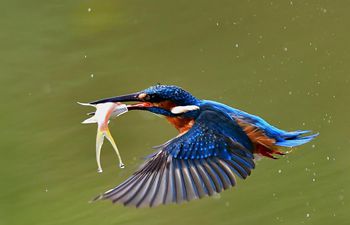 Kingfishers seen at national forest park in SE China's Fujian