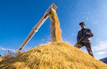 Rice enters harvest season in China's Jilin