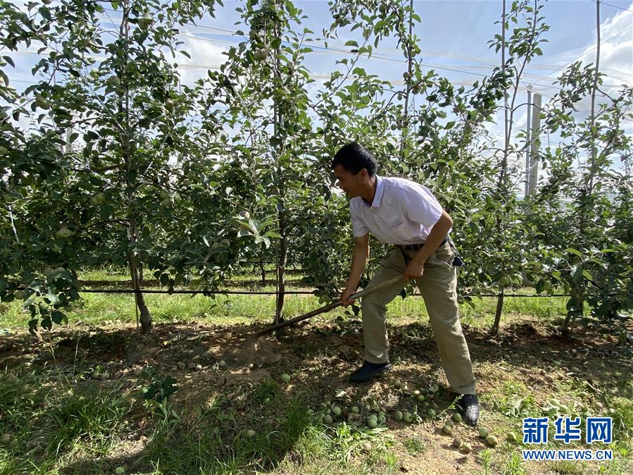 （决战决胜脱贫攻坚·图文互动）（1）高原红了，日子好了——贵州海拔最高县发展苹果产业见闻