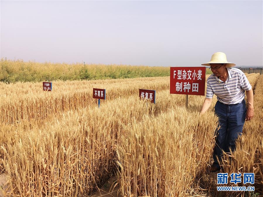 （在习近平新时代中国特色社会主义思想指引下——新时代新作为新篇章·习近平总书记关切事·图文互动）（3）让百姓吃得饱还要吃得好——夯实粮食安全基础端牢中国饭碗