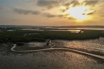 十年树木、红树成林——“海上森林”回归记