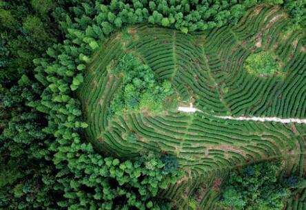 福建龙岩：高效用地，提升生态环境水平