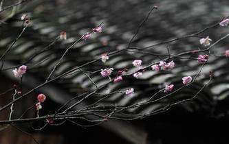 西溪湿地：早春时节 曲水寻梅