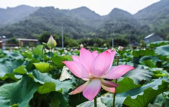 杭州临安：土地流转打造生态荷花园