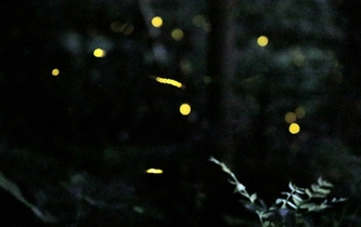 杭州夏夜 萤火虫飞舞梦幻唯美